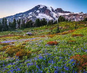 Góry, Stan Waszyngton, Łubin, Stany Zjednoczone, Park Narodowy Mount Rainier, Kwiaty, Ośnieżone, Drzewa, Łąka