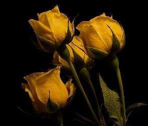 Kwiaty, Tło czarne, Żółte, Róże, Cztery