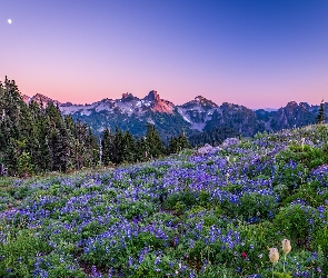 Księżyc, Łąka, Góry, Park Narodowy Mount Rainier, Stany Zjednoczone, Kwiaty, Łubiny, Stan Waszyngton, Drzewa