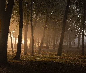 Mgła, Trawa, Ławki, Drzewa, Park