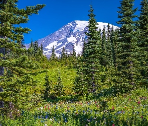 Łąka, Stan Waszyngton, Drzewa, Stany Zjednoczone, Świerki, Kwiaty, Stratowulkan Mount Rainier, Park Narodowy Mount Rainier, Góry