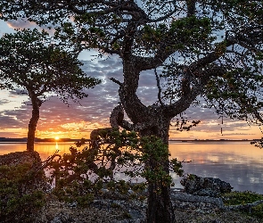 Lake Inari, Jezioro, Finlandia, Zachód słońca, Chmury, Laponia, Drzewa