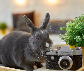 Aparat fotograficzny, Roślina, Królik