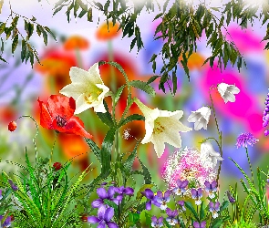 Lilie, Grafika, Maki, Słonecznik, Kwiaty