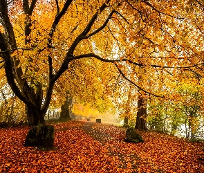 Liście, Jesień, Park, Drzewa