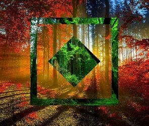 Przebijające światło, Ścieżka, Kwadrat, Polyscape, Las, Drzewa