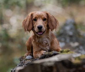 Szczeniak, Working cocker spaniel, Pies