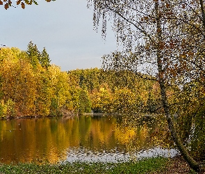 Jesień, Kaczki, Staw, Drzewa