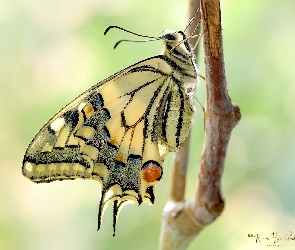 Gałązka, Paź królowej, Makro, Motyl