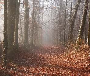 Liście, Opadłe, Las, Jesień, Mgła, Droga