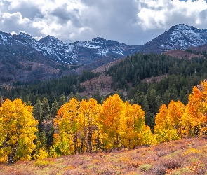 Sonora Pass, Kalifornia, Stany Zjednoczone, Jesień, Drzewa, Góry, Chmury, Eastern Sierra