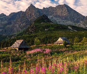 Góry, Tatrzański Park Narodowy, Kwiaty, Polska, Wierzbówka kiprzyca, Drewniane, Tatry, Hala Gąsienicowa, Łąka Domy