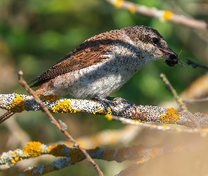 Młody, Gałęzie, Owad, Gąsiorek, Ptak