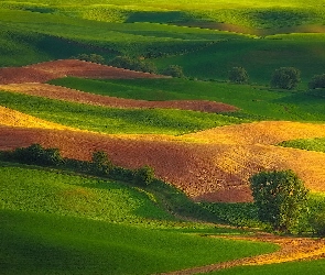 Stany Zjednoczone, Stan Waszyngton, Drzewa, Pola, Wzgórza, Palouse