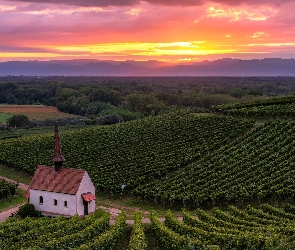 Plantacja, Zachód słońca, Wzgórza, Kapliczka, Sasbach, Winnice, Niemcy, Kaiserstuhl