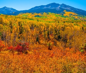 Stany Zjednoczone, Lasy, Drzewa, Jesień, Roślinność, Góry, Kolorado, Przełęcz, Kebler Pass