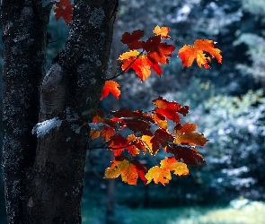 Drzewo, Jesień, Liście, Pnie
