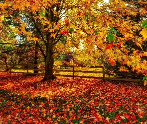 Klon, Drzewa, Jesień, Liście, Ogrodzenie, Dom, Kolorowe