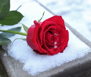 Czerwona, Śnieg, Kwiat, Róża