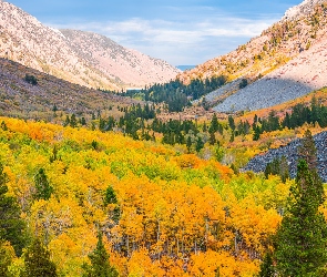 Jesień, Drzewa, Góry, Stany Zjednoczone, Lundy Canyon, Wąwóz, Kalifornia, Lasy