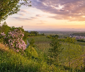 Bischoffingen, Miasteczko, Okwiecony, Niemcy, Pola, Drzewo, Krzew