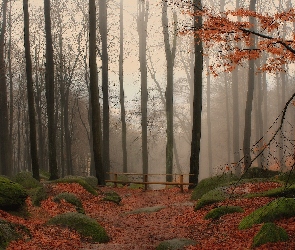 Jesień, Opadłe, Omszałe, Liście, Kamienie, Ogrodzenie, Drzewa, Las, Mgła