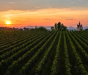 Badenia-Wirtembergia, Endingen, Winnice, Niemcy, Wschód słońca, Pole, Kapliczka