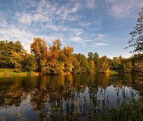 Jesień, Trawa, Staw, Drzewa