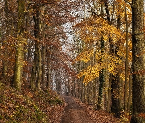 Las, Droga, Jesień, Drzewa, Liście, Ścieżka