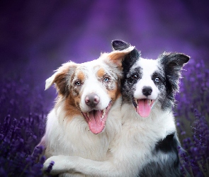 Psy, Lawenda, Border collie, Dwa, Uśmiechnięte