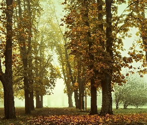 Liście, Opadłe, Kasztanowce, Jesień, Park, Mgła