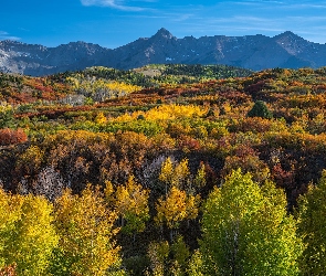 Drzewa, Roślinność, San Juan Mountains, Kolorowa, Telluride, Stan Kolorado, Las, Jesień, Stany Zjednoczone, Góry