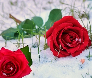 Śnieg, Róże, Dwie, Czerwone, Kwiaty