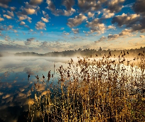 Trawa, Szuwary, Wschód słońca, Mgła, Chmury, Odbicie, Jezioro