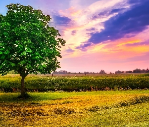 Zachód słońca, Kasztanowiec, Łąka, Drzewo