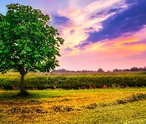 Łąka, Zachód słońca, Kasztanowiec, Drzewo