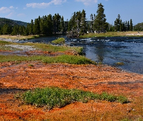 Drzewa, Las, Stany Zjednoczone, Trawy, Park Narodowy Yellowstone, Rzeka