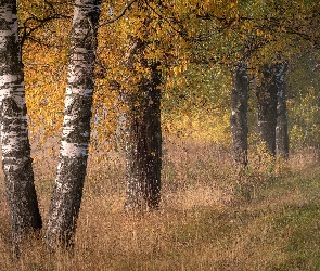 Jesień, Trawa, Brzozy, Drzewa