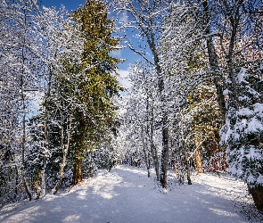 Drzewa, Zima, Gałęzie, Śnieg, Las