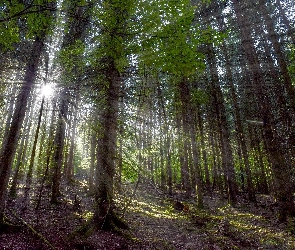 Promienie słońca, Przebijające światło, Drzewa, Las