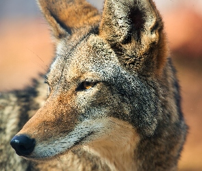 Zbliżenie, Kojot