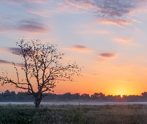 Zachód słońca, Łąka, Drzewo, Mgła