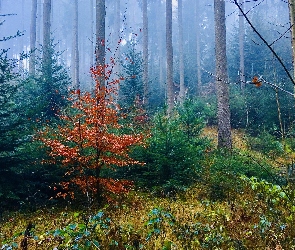 Drzewa, Liście, Brązowe, Mgła, Las