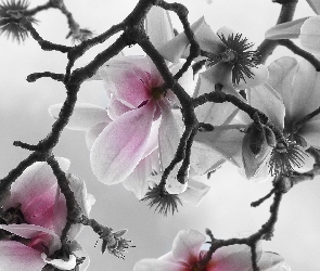 Gałązka, Magnolia, Kwiaty, Bladoróżowe