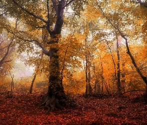Las, Drzewa, Jesień, Liście, Mgła, Rude