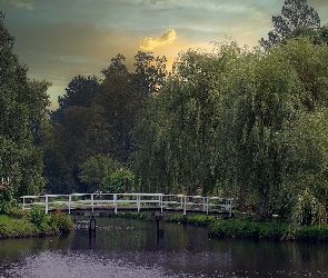 Rosarium Uetersen, Szlezwik-Holsztyn, Wierzby płaczące, Niemcy, Uetersen, Drzewa, Ogród różany, Staw, Mostek
