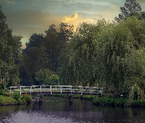 Staw, Drzewa, Ogród różany, Rosarium Uetersen, Niemcy, Uetersen, Wierzby płaczące, Szlezwik-Holsztyn, Mostek