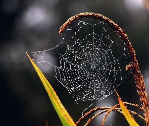 Makro, Liść, Pajęczyna, Trawa