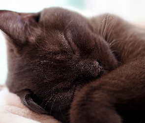 Czarny, Śpiący, Kot