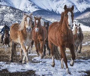 Śnieg, Zima, Kowboj, Konie, Jeździec, Góry